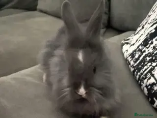 Lionhead rabbits 8 weeks old, 3 male lionhead bunnies - Advert 6