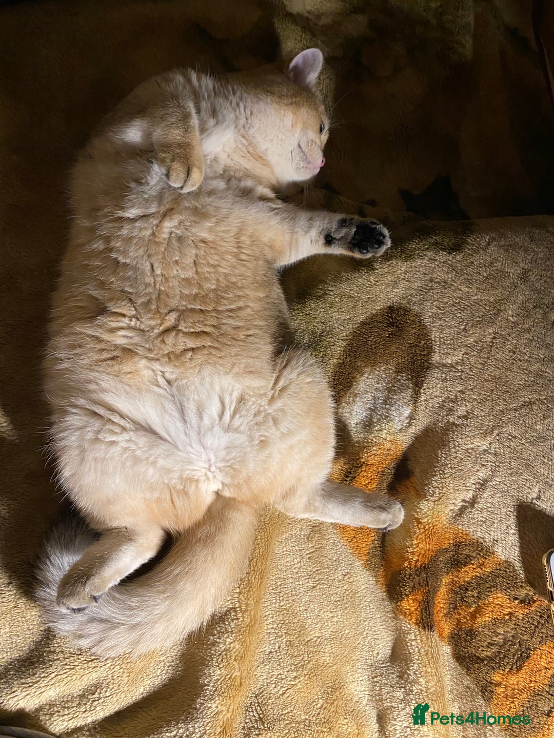 British Shorthair cats for sale: Golden Brit Female Cat- Looking for a Loving Home - Image 9