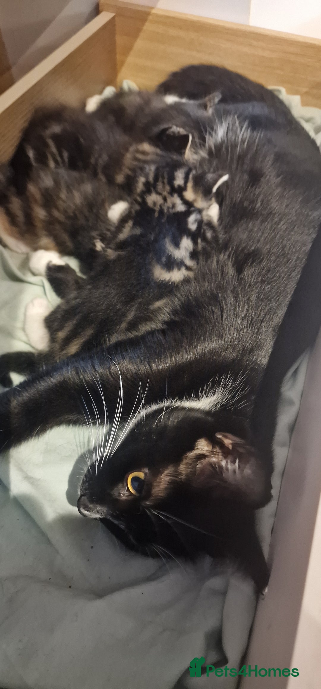 Mixed Breed cats for sale: Eu**an Short Haired Kittens - Image 7
