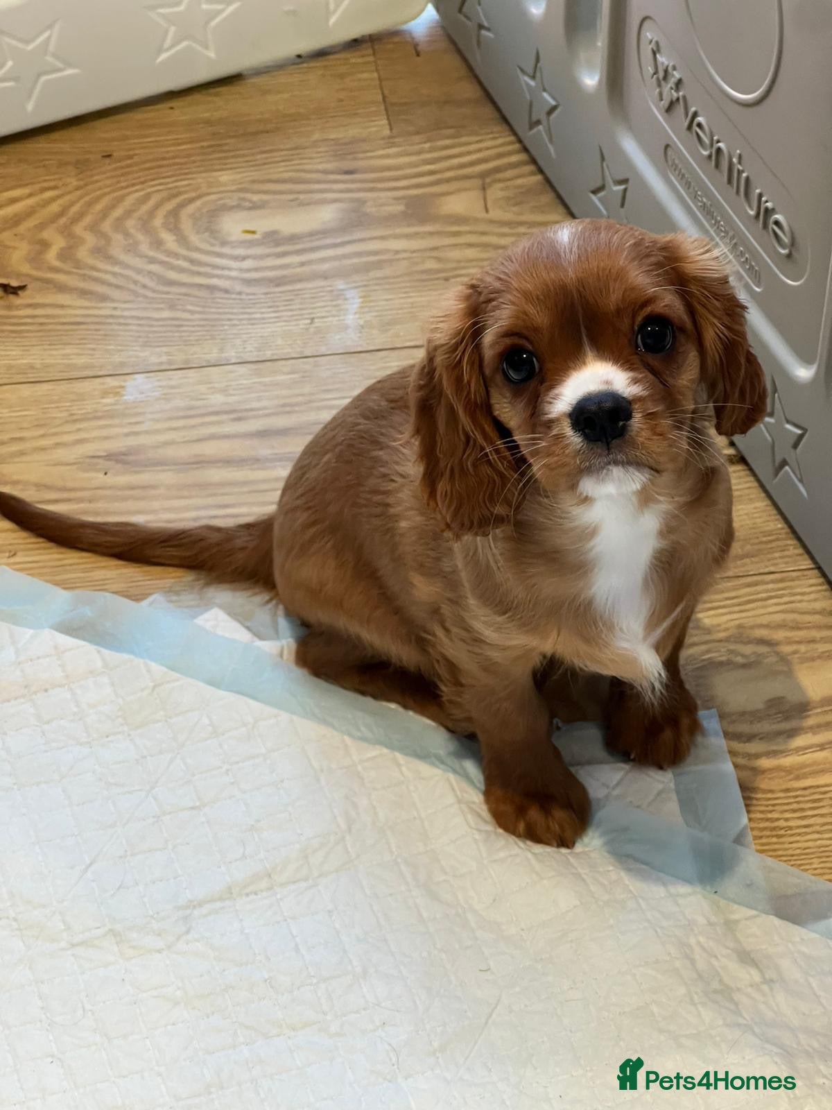 Cavalier King Charles Spaniel dogs KC REG HEALTH TESTED CAVALIER PUPPIES - Advert 1