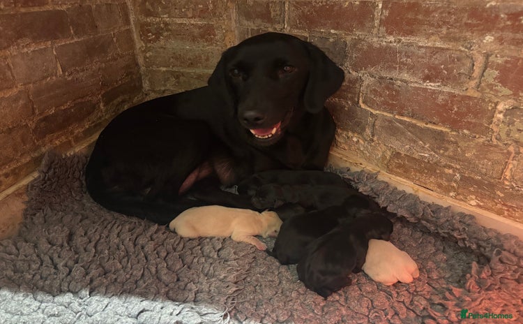 Labrador Retriever dogs - Advert 14