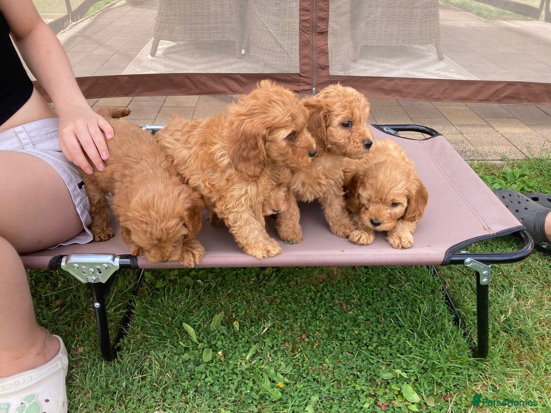 Cockapoo dogs for sale: ⭐️⭐️⭐️⭐️⭐️ F1 apricot Toy Cockapoo Puppies  - Image 11