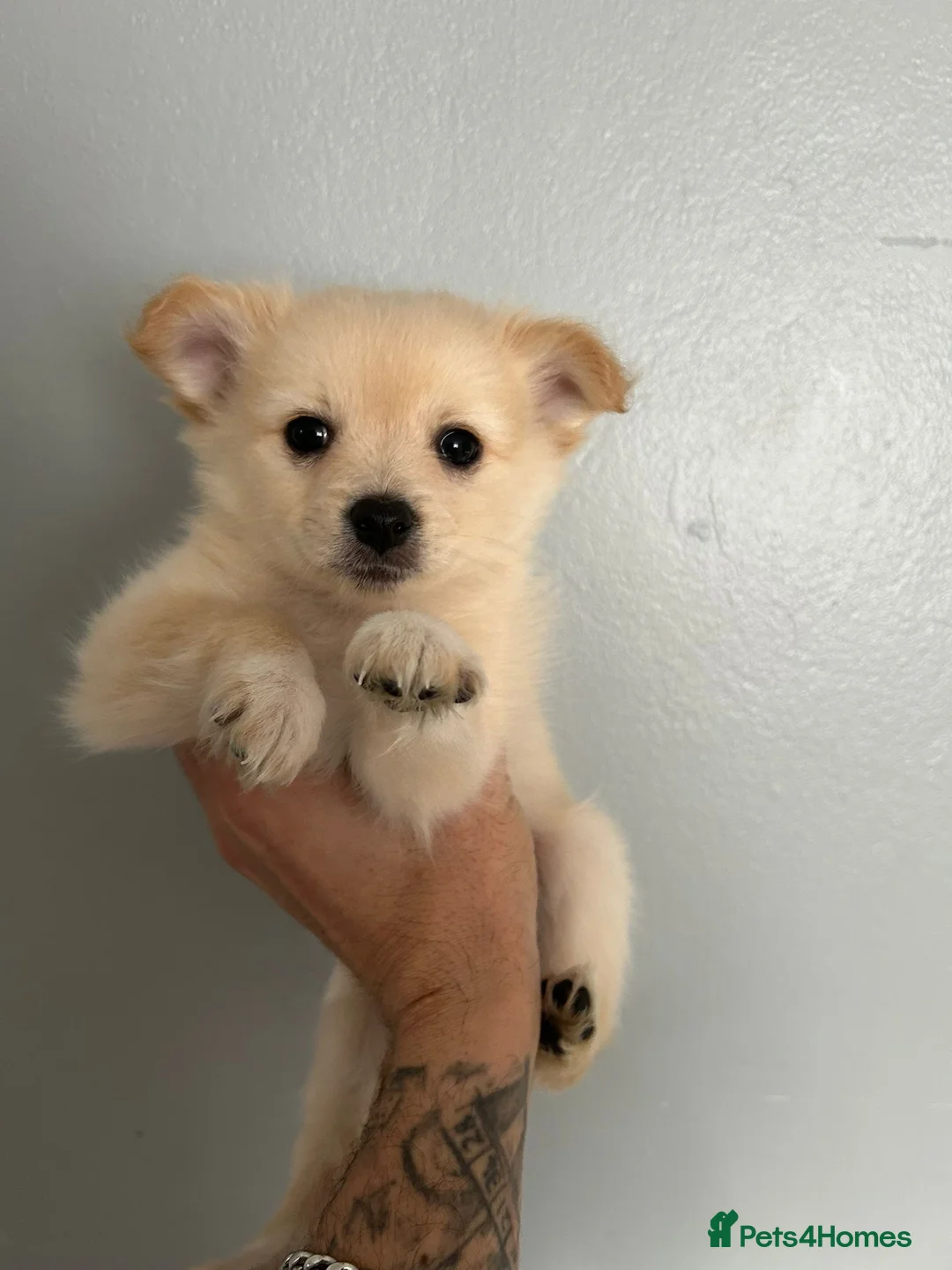 Pomeranian dogs for sale: Beautiful Pomeranian Puppies - Advert 12