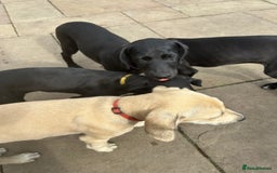 Lurcher dogs for sale: Lurcher puppy for sale - Image 3