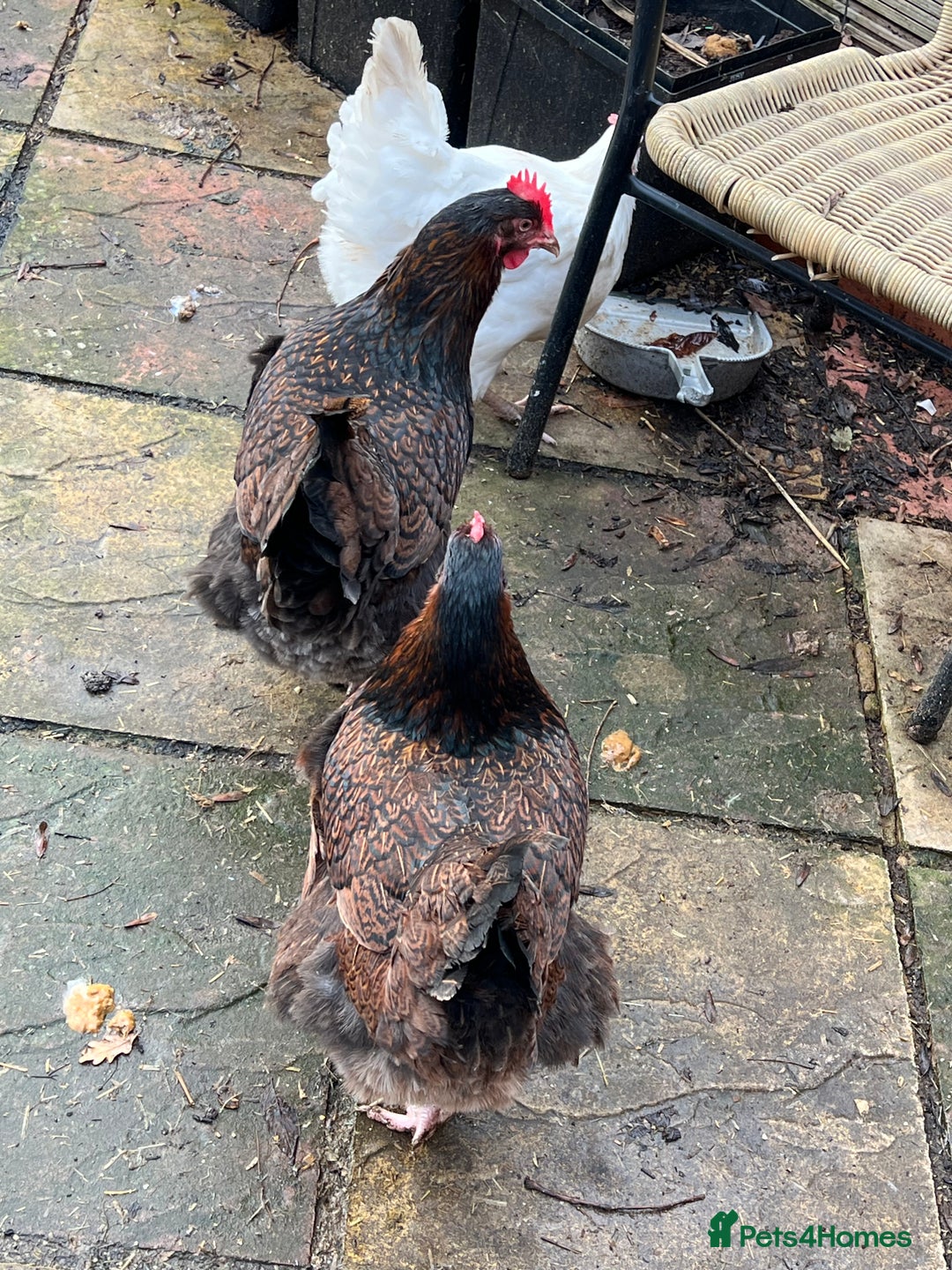 Chickens poultry for sale: Few super breed laying hens for sale  - Advert 8