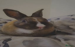 English rabbits for sale: Beautiful rabbit - Image 3