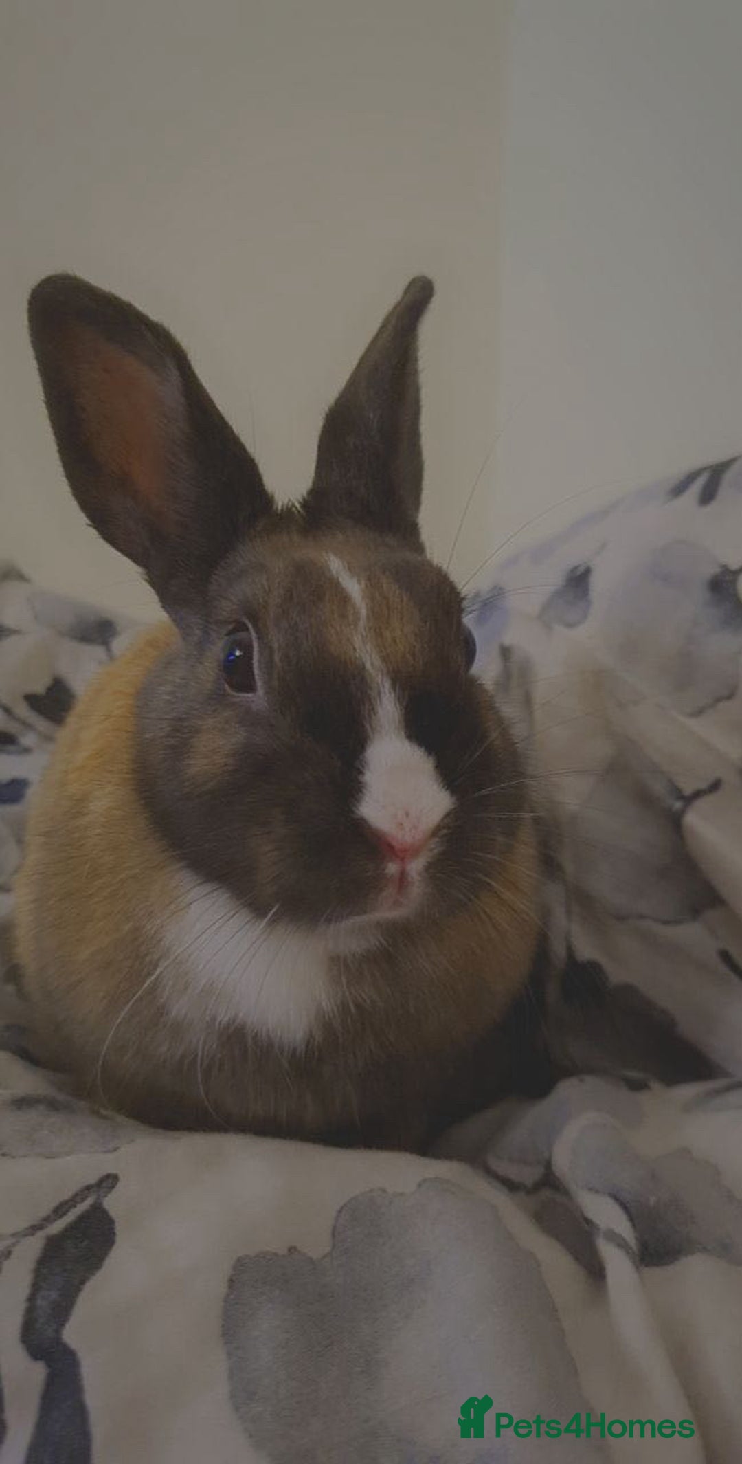 English rabbits for sale: Beautiful rabbit - Image 3