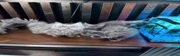 Maine Coon cats for sale: Maine Coon Kittens XXL – Blue. Beautiful - Advert 17