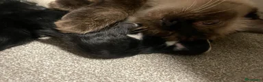 Ragdoll 4