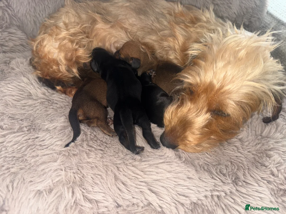 Miniature Dachshund dogs for sale: Wirehaired Miniature Dachshund Hampshire Pedigrees - Advert 5