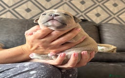 Staffordshire Bull Terrier dogs for sale: Last Two puppies left.  - Image 4