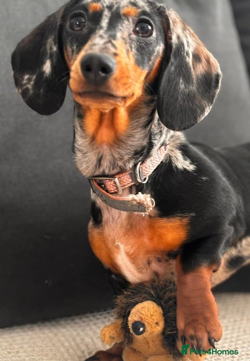 Miniature Dachshund dogs 5 beautiful miniature dachshunds  - Advert 1