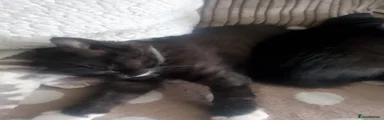 British Longhair Kitten 4