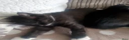 British Longhair cats for sale: Beautiful black and white kittens  in Tunbridge Wells - Advert 5