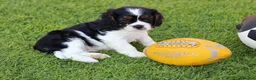 Mixed Breed dogs for sale: Playful Pugalier puppies for sale!  - Advert 31
