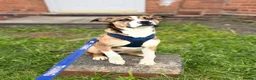 Mixed Breed dogs for sale: 24 week old staffy x border collie male  in Birmingham - Advert 3