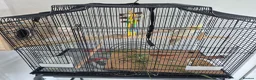 Cockatiels birds for sale: Cocktail in Doncaster - Advert 4