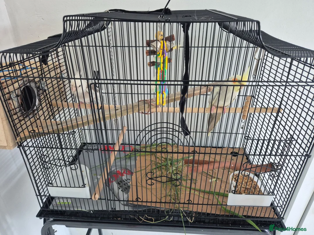 Cockatiels birds for sale: Cocktail in Doncaster - Advert 4