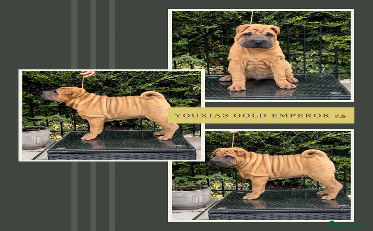 Shar Pei dogs - Advert 5
