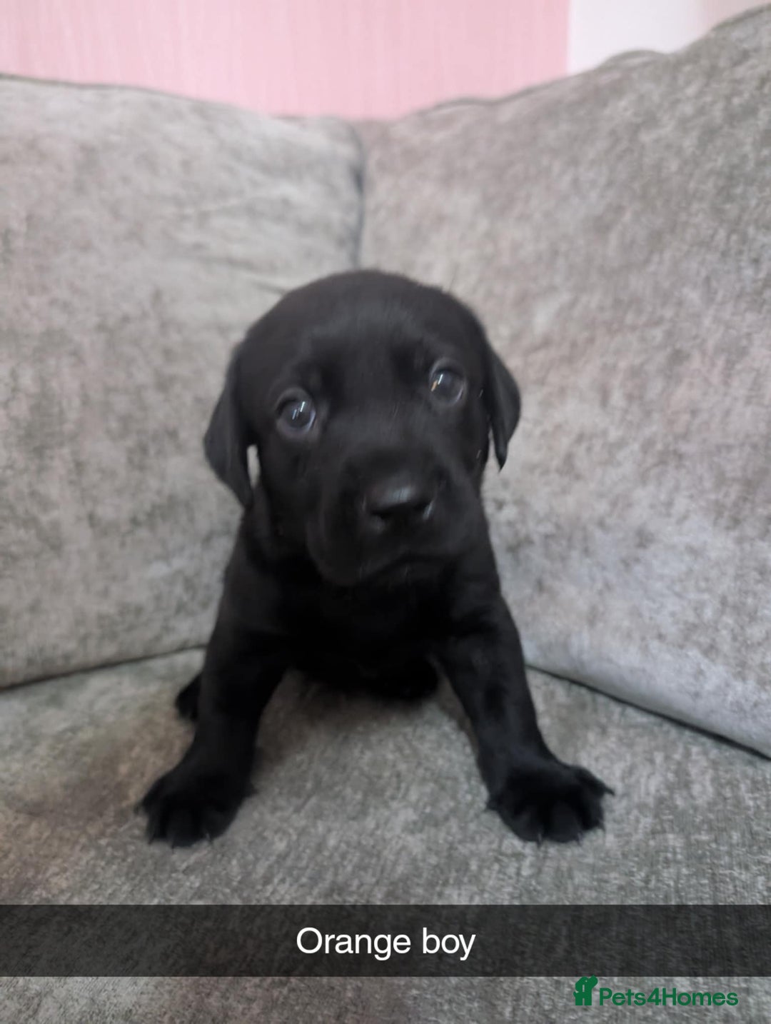 Labrador Retriever dogs for sale: Labrador puppys - Image 3