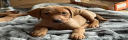 Labrador Retriever dogs for sale: Stunning Fox Red Labrador Retriever puppies - Advert 1