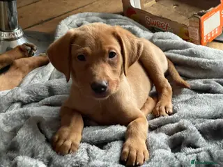 Labrador Retriever dogs Stunning Fox Red Labrador Retriever puppies - Advert 11