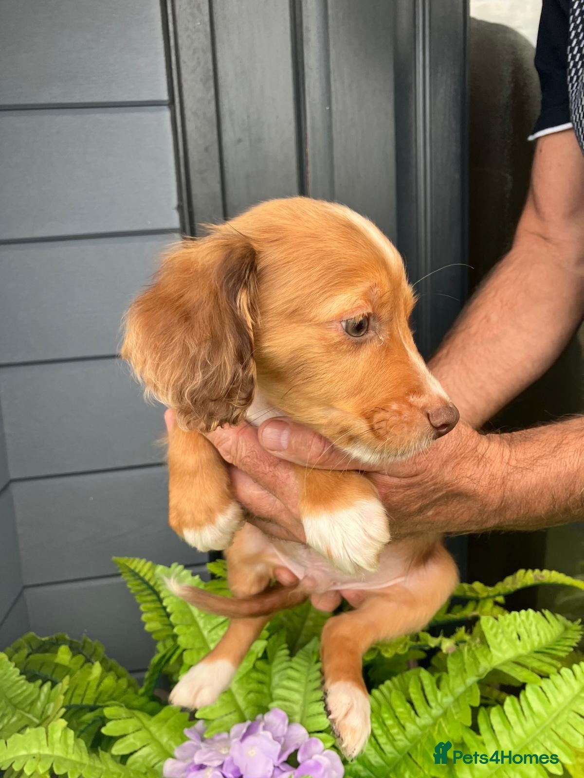 Cocker Spaniel dogs Cocker spaniel puppies  - Advert 2