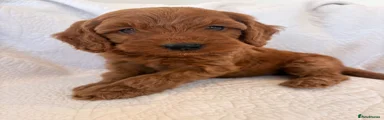 Cockapoo 4