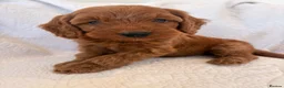 Cockapoo dogs for sale: LICENSED BREEDER QUALITY COCKAPOO PUPPIES  - Advert 4