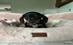 Dachshund dogs for sale: 2 beautiful  girls dachshund puppies available  - Image 12