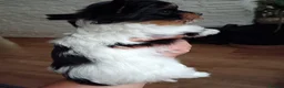 Biewer Terrier dogs for sale: Yorkshire Terrier Biewer  - Advert 4