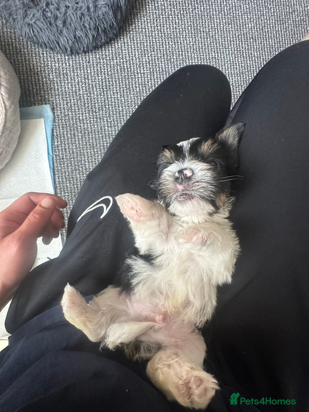 Yorkshire Terrier dogs for sale: Puppy Yorkshire terrier  - Image 5