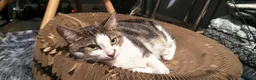 British Shorthair cats for sale: 2 Year Old BSH - Dopey  - Advert 3