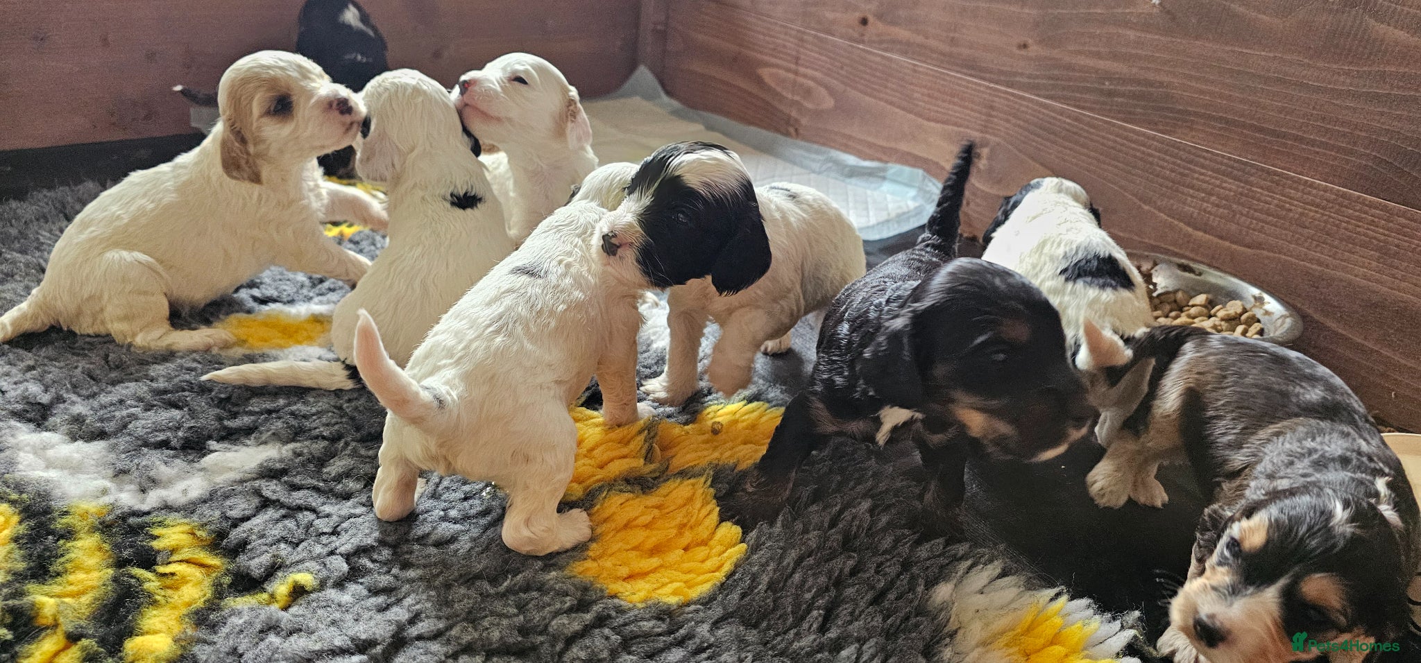 Cockapoo dogs Amazing Coloured F1 Cockapoos - Advert 11