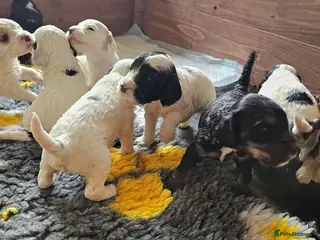 Cockapoo dogs Amazing Coloured F1 Cockapoos - Advert 11