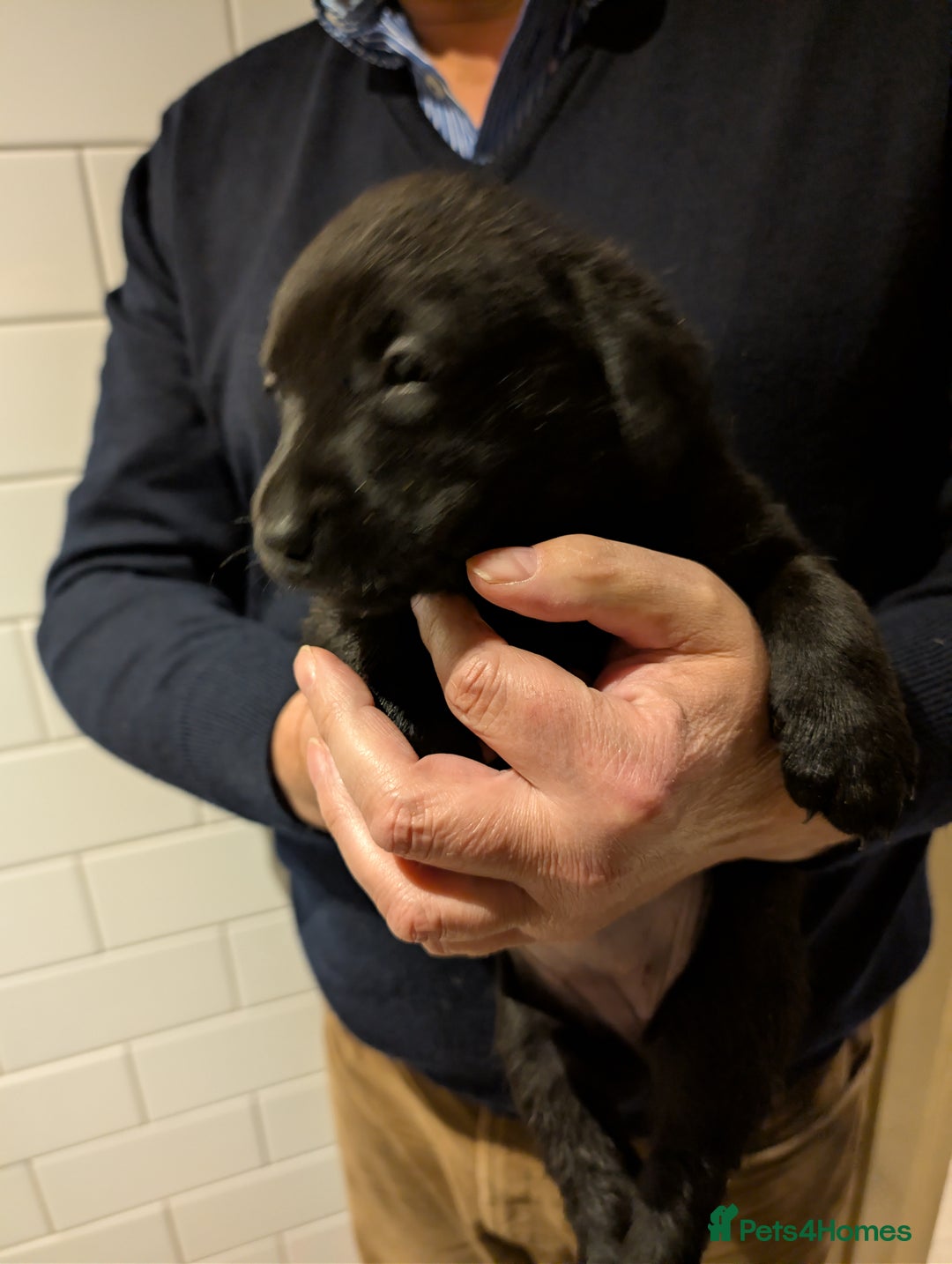 Labrador Retriever dogs for sale: Labrador Retriver Pupies For Sale - Image 14