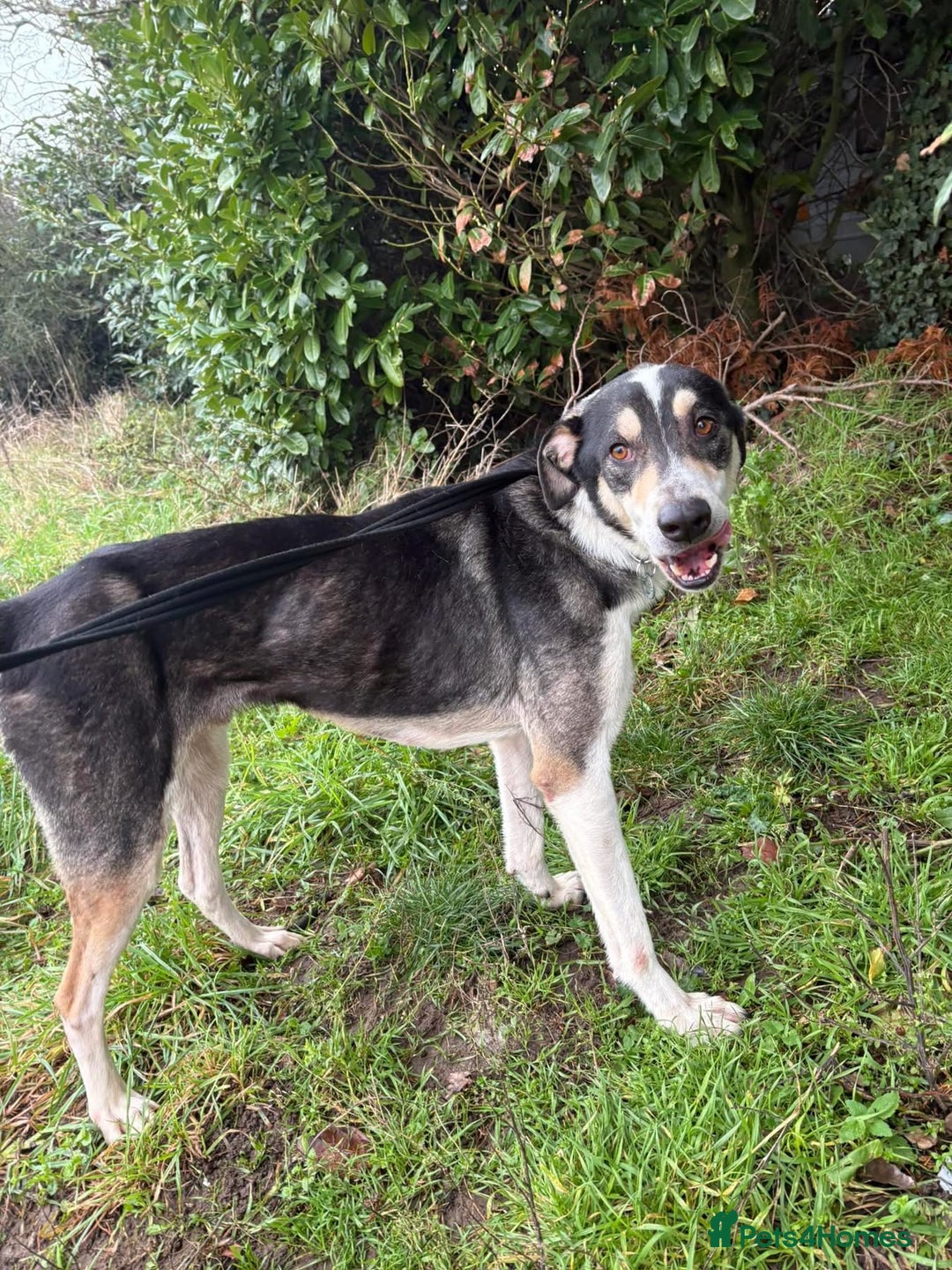 Mixed Breed dogs for adoption: Lucky - Norwich Norfolk  - Advert 9