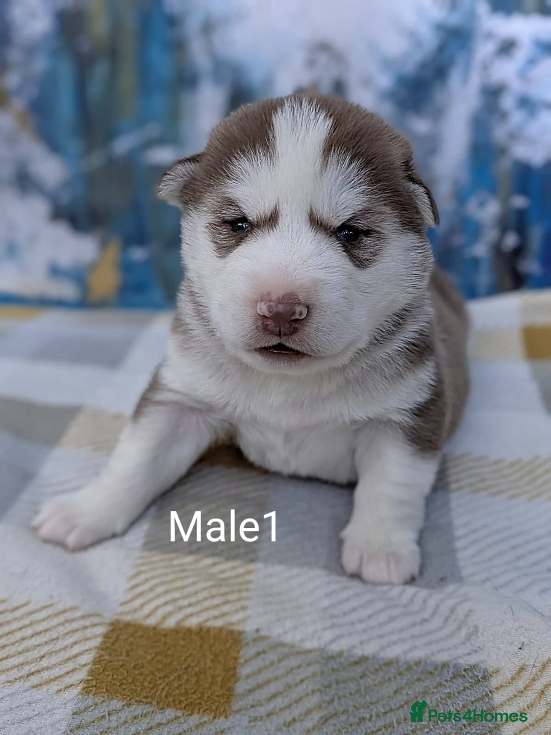 Siberian Husky dogs for sale: Beautiful Siberian Huskies-all with blue eyes - Advert 22