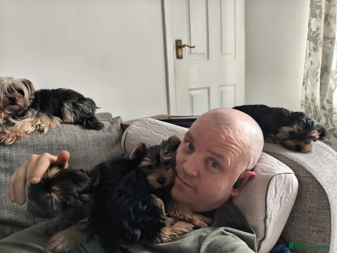 Yorkshire Terrier dogs for sale: Yorkshire Terrier–microchipped,vaccine,vet checked - Advert 9
