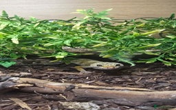 Leopard Gecko reptiles for sale: Lucy the leopard gecko - Image 2