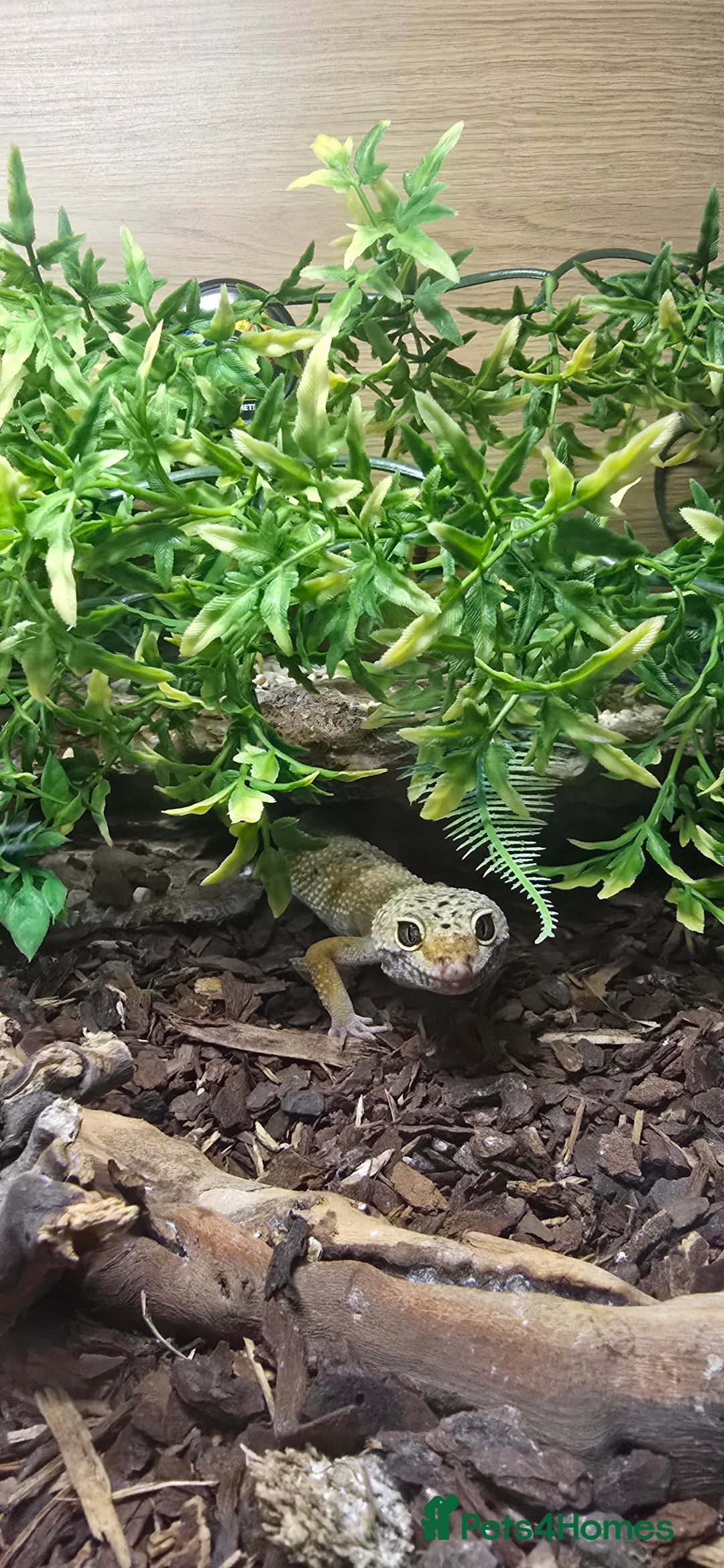 Leopard Gecko reptiles for sale: Lucy the leopard gecko - Image 2