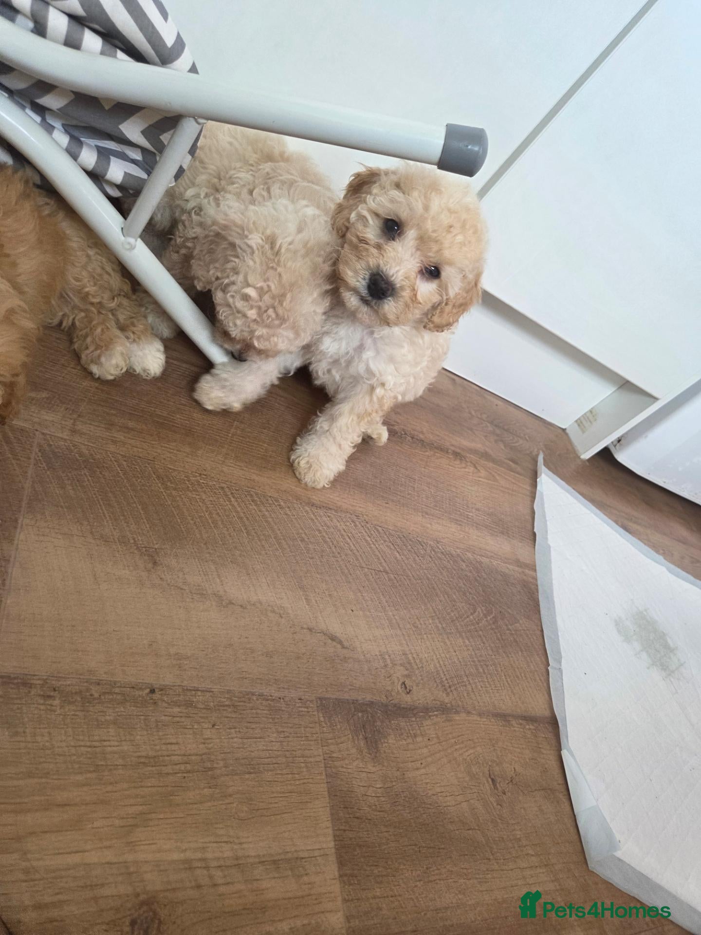 Mixed Breed dogs Beautiful cavachon x cockapoo puppies for sale - Advert 3