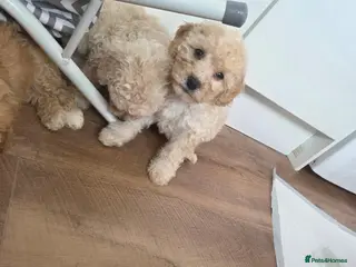Mixed Breed dogs Beautiful cavachon x cockapoo puppies for sale - Advert 3