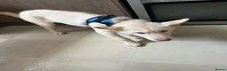 Siberian Husky dogs for sale: 3 Husky Puppies For Sale  - Advert 11