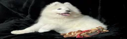 Samoyed dogs for sale: Beautiful Samoyed Puppies from Champion Father - Advert 25
