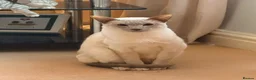 Siamese cats for sale: Two brother in Stoke-on-Trent - Advert 4