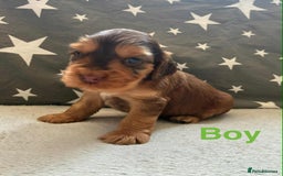 Cocker Spaniel dogs for sale: ❤️Beautiful kc show type cocker spaniel puppies - Image 1