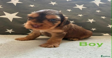 Cocker Spaniel dogs - Advert 11