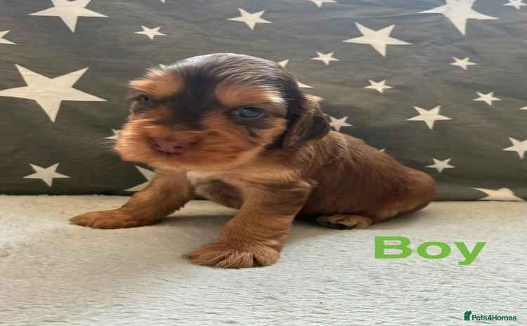 Cocker Spaniel dogs - Advert 1