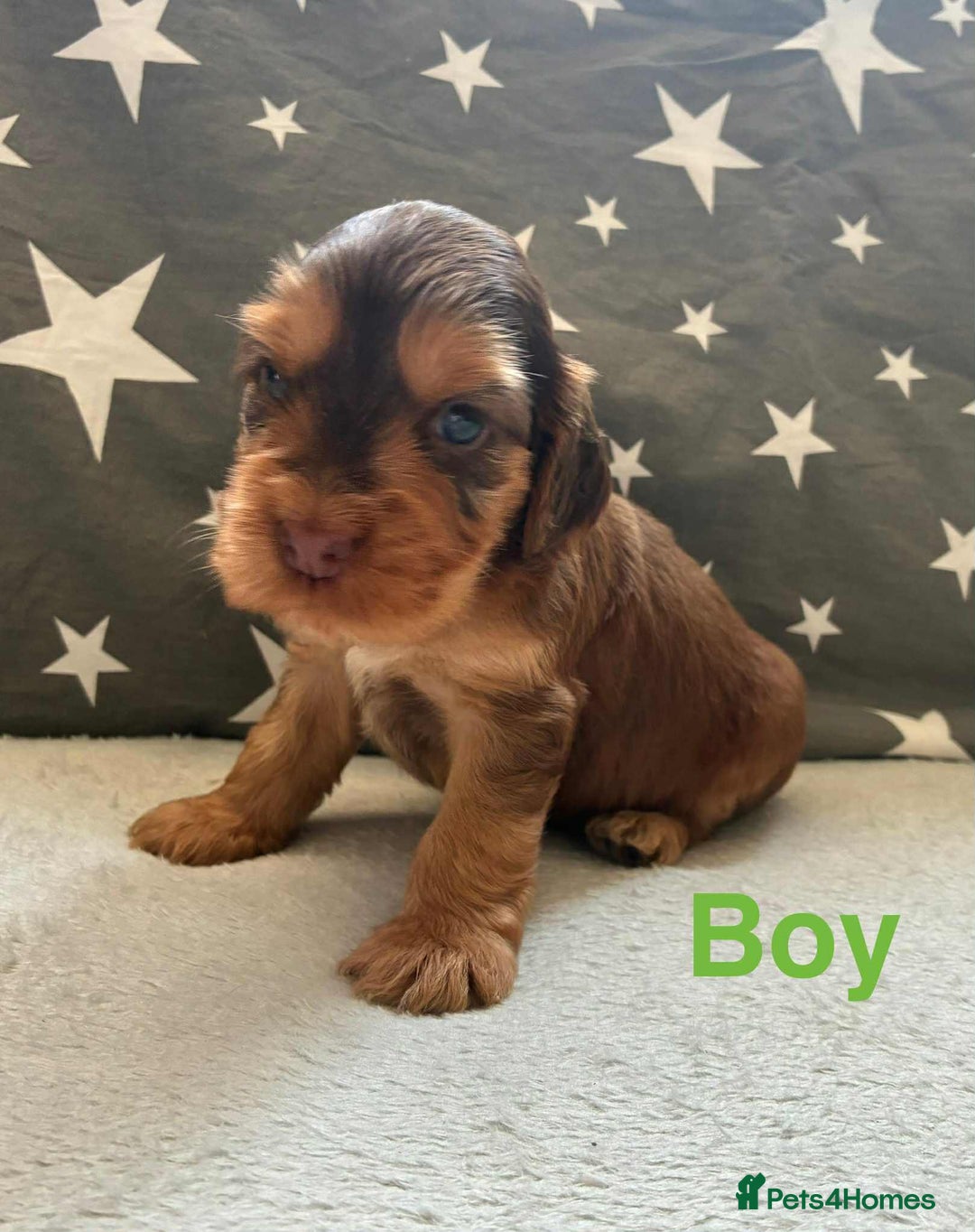 Cocker Spaniel dogs for sale: ❤️Beautiful kc show type cocker spaniel puppies - Image 1